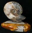 Russian Deshayesites Ammonite With Agate Base #15582-1